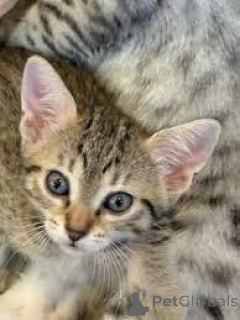 Zdjęcie №3. Chatons Mau égyptiens dostępne à la vente.. Belgia