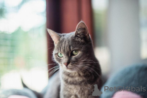 Zdjęcie №3. Czuła i czuła Zoya szuka swojej rodziny.. Federacja Rosyjska