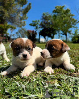 Zdjęcie №1. jack russell terrier - na sprzedaż w Helsinki | negocjowane | Zapowiedź №160848