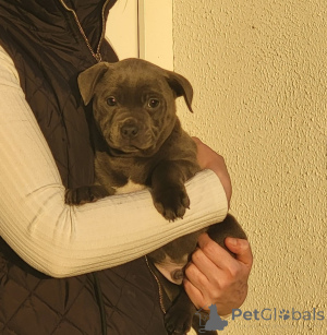 Zdjęcie №2 do zapowiedźy № 172206 na sprzedaż  staffordshire bull terrier - wkupić się Belgia prywatne ogłoszenie
