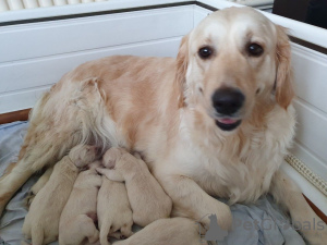 Dodatkowe zdjęcia: Już dostępne w sprzedaży szczenięta Golden Retriever z linii Champion