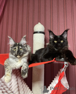 Zdjęcie №2 do zapowiedźy № 160673 na sprzedaż  maine coon - wkupić się Wielka Brytania hodowca