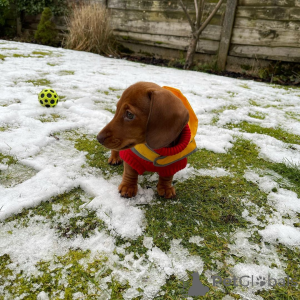 Zdjęcie №4. Sprzedam  w Dunedin.  - cena - Bezpłatny