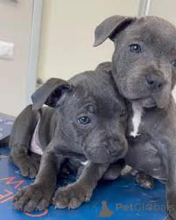 Zdjęcie №1. staffordshire bull terrier - na sprzedaż w Belfast | 4300zł | Zapowiedź №166109