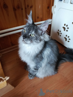 Zdjęcie №3. Kitten Cote Mainkun Polydakt. Federacja Rosyjska