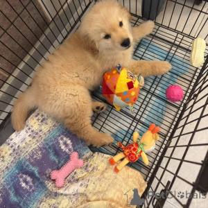 Zdjęcie №3. Bezauberde Golden-Retriever-Welpen suchen einliebevolles Zuhause. Austria