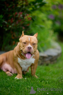 Dodatkowe zdjęcia: American Bully szczenięta na sprzedaż