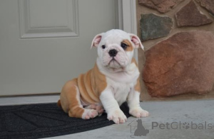 Zdjęcie №3. English Bulldog Puppies WhatsApp 64 9-889 4165. Szwajcaria