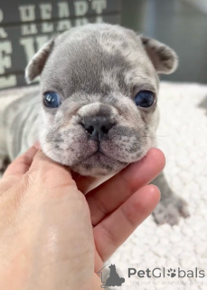 Zdjęcie №2 do zapowiedźy № 138249 na sprzedaż  buldog francuski - wkupić się USA prywatne ogłoszenie, hodowca