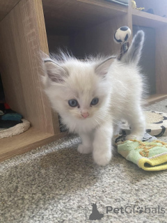 Zdjęcie №2 do zapowiedźy № 153884 na sprzedaż  ragdoll - wkupić się Belgia prywatne ogłoszenie