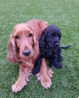 Zdjęcie №2 do zapowiedźy № 163879 na sprzedaż  cocker spaniel amerykański - wkupić się Holandia prywatne ogłoszenie, hodowca