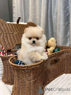 Zdjęcie №4. Sprzedam  w Kaltern an der Weinstraße.  - cena - negocjowane