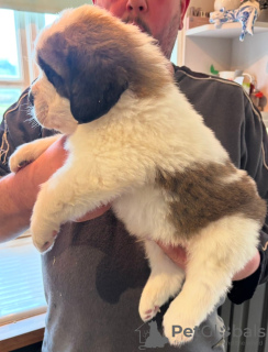 Zdjęcie №3. Areg St Bernard Szczenięta na sprzedaż.. Wielka Brytania