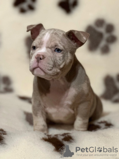 Zdjęcie №2 do zapowiedźy № 82418 na sprzedaż  american bully - wkupić się USA prywatne ogłoszenie, hodowca