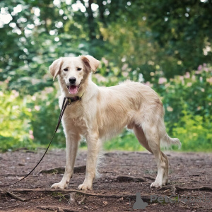 Zdjęcie №3. Poszukuje domu wspaniałego psa Arniego.. Federacja Rosyjska