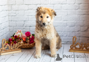 Zdjęcie №3. Czuły chłopak Balu szuka swojej rodziny!. Federacja Rosyjska