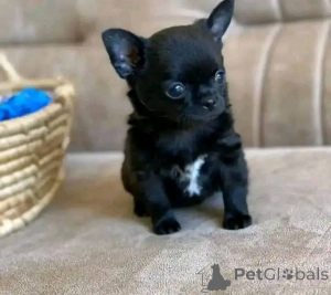 Zdjęcie №2 do zapowiedźy № 138791 na sprzedaż   - wkupić się USA 