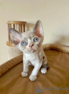 Zdjęcie №1. devon rex - na sprzedaż w Berlin | 1465zł | Zapowiedź № 114526