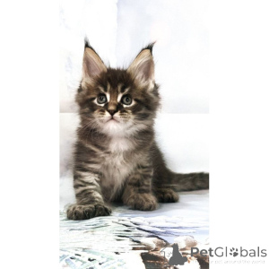 Zdjęcie №1. maine coon - na sprzedaż w Liverpool | 1674zł | Zapowiedź № 174386