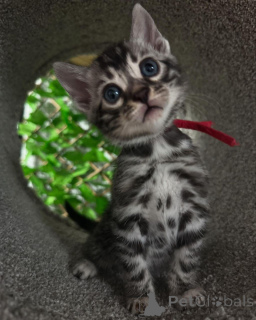 Zdjęcie №3. Chatons Bengal Lélégance Sauvage à Portée de Main. Francja