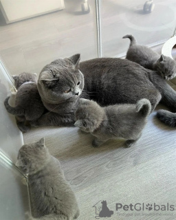 Zdjęcie №1. kot brytyjski długowłosy - na sprzedaż w Rzym | negocjowane | Zapowiedź № 133537