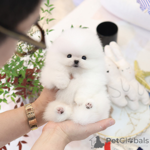 Zdjęcie №3. Słodka Pomerania Puppy. Wielka Brytania