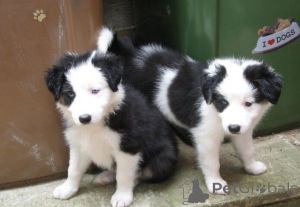 Zdjęcie №1. border collie - na sprzedaż w Augustusburg | 2153zł | Zapowiedź №169418