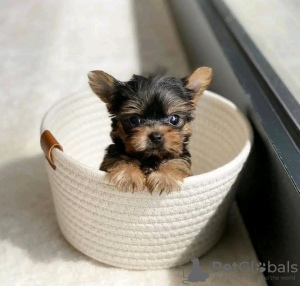 Zdjęcie №2 do zapowiedźy № 124093 na sprzedaż  yorkshire terrier - wkupić się USA prywatne ogłoszenie, hodowca