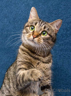 Zdjęcie №1.  - na sprzedaż w Moskova | Bezpłatny | Zapowiedź № 167404