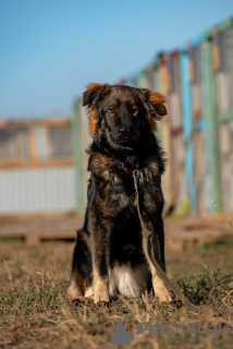 Zdjęcie №1. pies nierasowy - na sprzedaż w Москва | Bezpłatny | Zapowiedź №8304