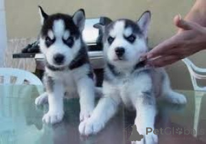 Zdjęcie №1. husky syberyjski - na sprzedaż w Gembloux | 1854zł | Zapowiedź №171083