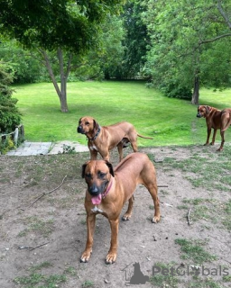 Zdjęcie №2 do zapowiedźy № 45284 na sprzedaż  rhodesian ridgeback - wkupić się Federacja Rosyjska 