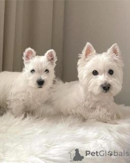 Zdjęcie №1. west highland white terrier - na sprzedaż w Antwerpia | negocjowane | Zapowiedź №169652