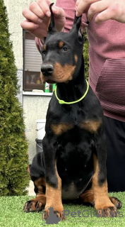 Zdjęcie №4. Sprzedam doberman w Belgrad. hodowca - cena - negocjowane