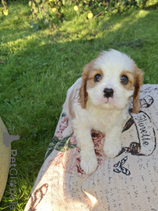 Zdjęcie №1. cocker spaniel amerykański, cocker spaniel angielski, springer spaniel angielski, springer spaniel walijski, irlandzki spaniel dowodny, hiszpański pies dowodny, mastif hiszpański, cavalier king charles spaniel, cavalier king charles spaniel, clumber spaniel, russian spaniel, spaniel tybetański - na sprzedaż w Tallinn | 4784zł | Zapowiedź №176034