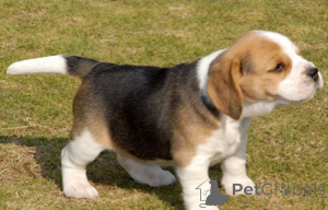 Zdjęcie №1. beagle (rasa psa) - na sprzedaż w LJUBLJANA | negocjowane | Zapowiedź №175788