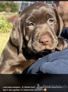 Zdjęcie №3. Rasowe szczenięta labradora. Polska