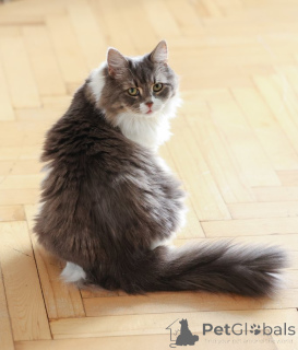 Zdjęcie №4. Sprzedam  w Domodiedowo. prywatne ogłoszenie - cena - Bezpłatny