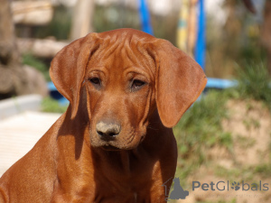 Zdjęcie №3. Nie szukasz pas. Szukasz legendy - Szczenięta Rhodesian Ridgeback. Polska