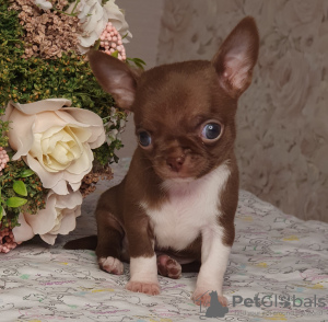 Dodatkowe zdjęcia: Chihuahua Chocolate Mini Boy