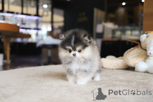 Zdjęcie №3. Dean Janet Kay Puppies House. USA