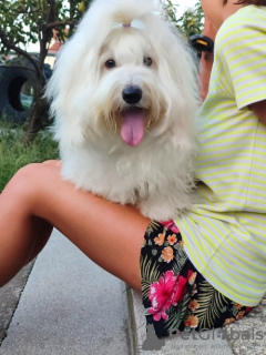 Zdjęcie №3. Coton de Tulear. Serbia