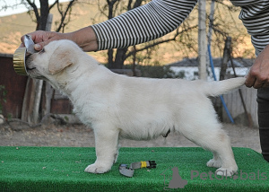 Dodatkowe zdjęcia: Szczeniaki Labrador Retriever