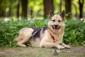 Zdjęcie №2 do zapowiedźy № 149175 na sprzedaż  pies nierasowy - wkupić się Federacja Rosyjska prywatne ogłoszenie