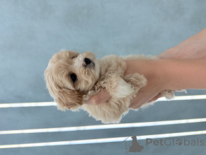 Zdjęcie №4. Sprzedam maltipu w Charków. hodowca - cena - 3782zł