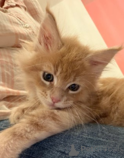 Zdjęcie №3. Wunderschönes Maine-Coon-Kätzchen. Skontaktuj się z nami przez WhatsApp pod. Niemcy