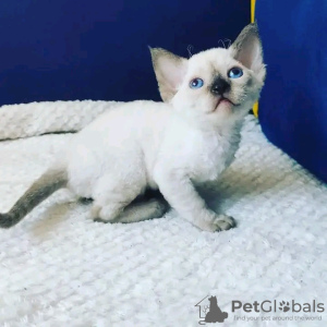 Zdjęcie №3. Kocięta Devon Rex na sprzedaż Biznes Whatsapp; 37256062792. Finlandia