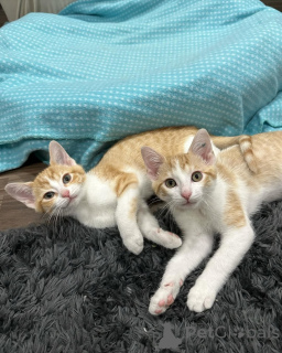 Zdjęcie №1. kot domowy - na sprzedaż w Monachium | 2870zł | Zapowiedź № 150629