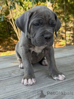 Zdjęcie №3. Poznaj Atlasa, łagodnego strażnika o sercu tak silnym jak jego postawa i oczach. Holandia