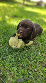 Zdjęcie №3. Szczenięta labradora do adopcji.. Finlandia